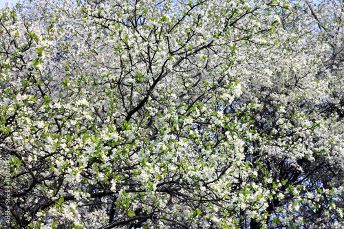 Spring blossom background. Springtime. Beautiful white spring flowers on tree.