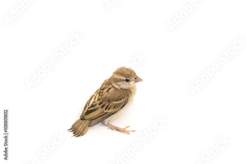 Bird Eurasian Tree Sparrow