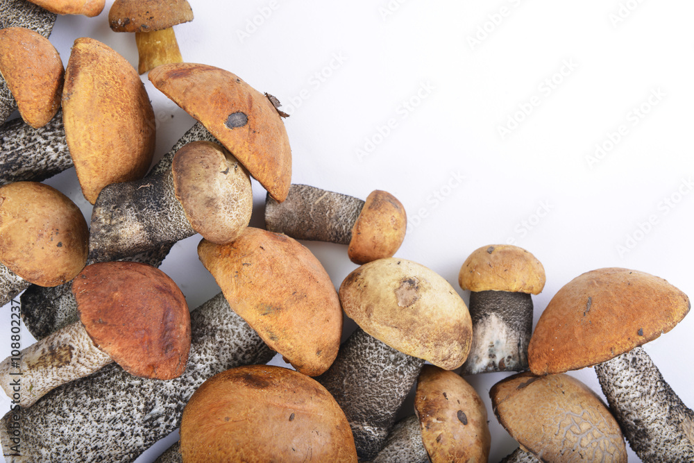 mushrooms on a white background mushrooms on a white background