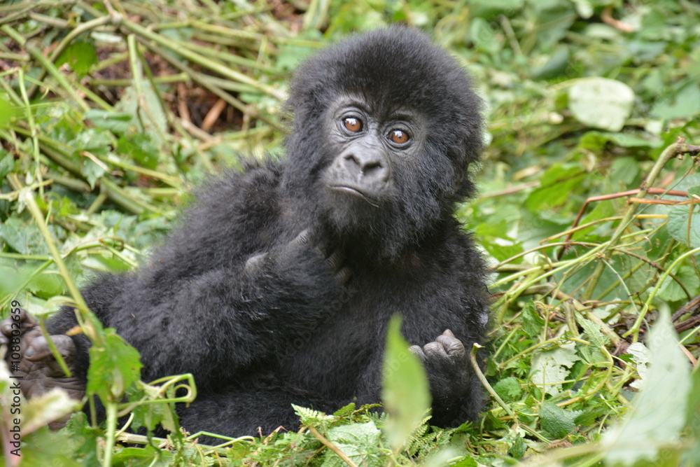 Obraz premium Gorillababy beim Spielen