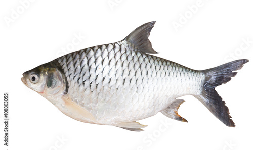Freshwater fishes  isolate on white with clipping path ,suscepti
