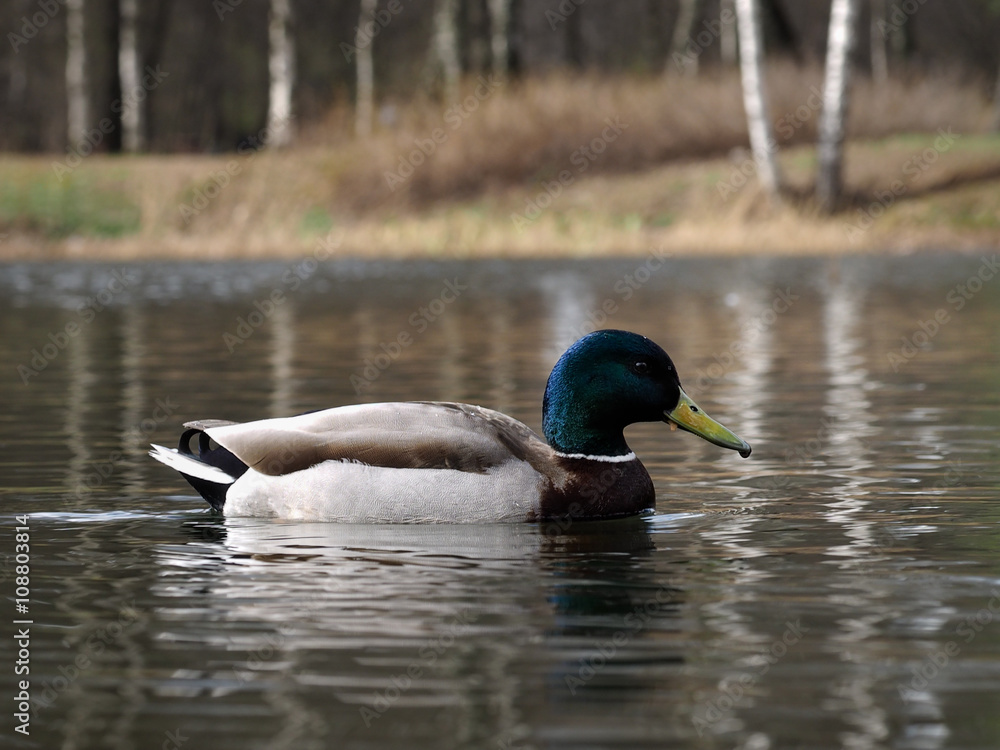 Obraz premium Duck duck swims along the shore