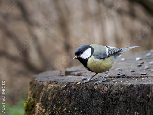 Titmouse on a stump in the park. Beautiful bird