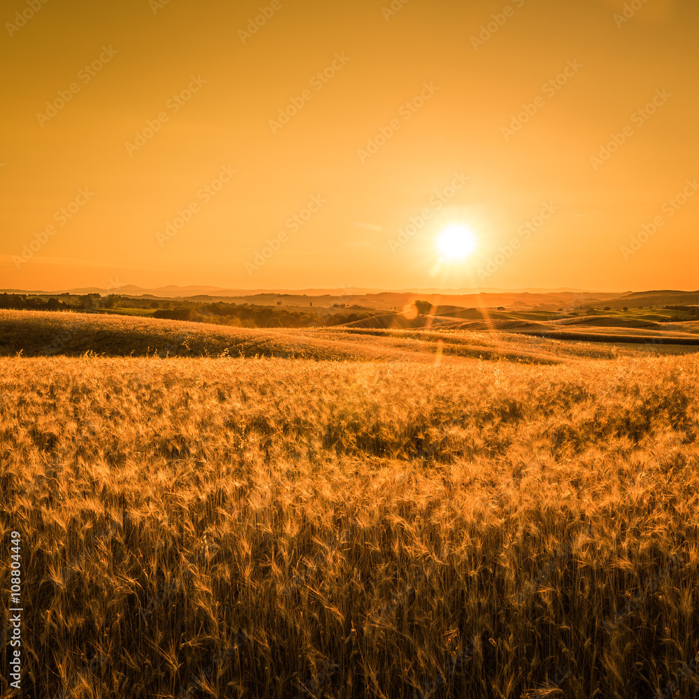 Golden tuscan sunset