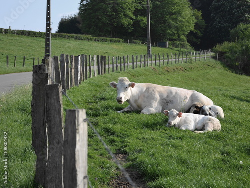 Foto Belgian white blue breed cow with twin calf resting and ruminating