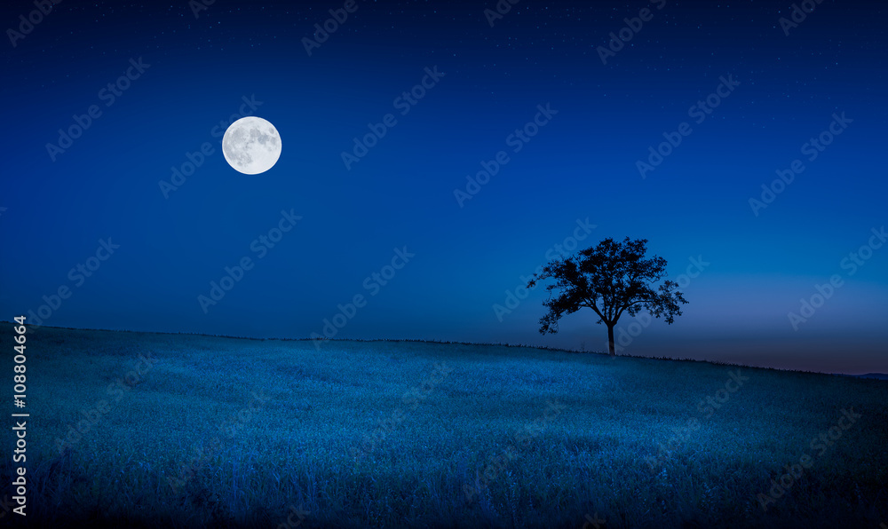 Moon over a meadow