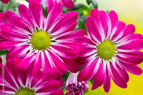 Pink chrysanthemum  on yellow backgrounds.