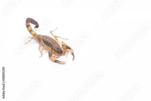 Brown scorpion on white background
