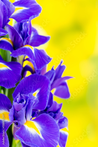 Fototapeta Naklejka Na Ścianę i Meble -  Purple iris flower on the yellow background.