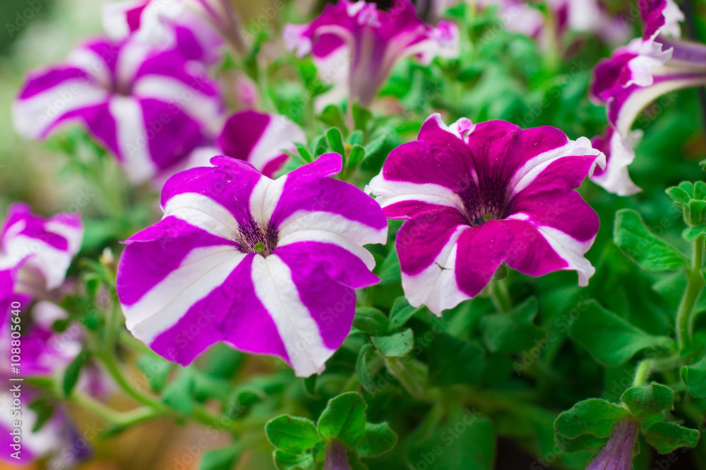 Lilac Petunia background
