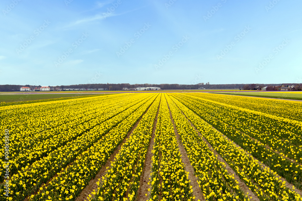 Yellow flower field blossoming in the Netherlands Yellow flower field blossoming in the Netherlands