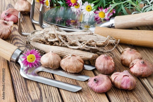 Gartenarbeit, Blumenzwiebeln und Werkzeug photo