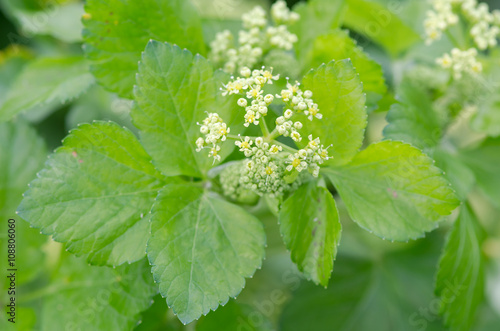 Alexanders (Smyrnium olusatrum) flowers and leaves. Pungent plant in the family Apiaceae, with pale green and white flowers