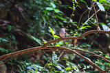 colorful bird Silver-breasted broadbil