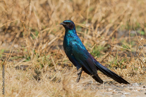 Burchell's glossy-starling (Lamprotornis australis), Kruger Park, South Africa