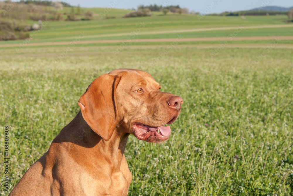 Hungarian hunting hound on a greenfield site. Spring sunny day on hunting with dogs. Viszla on a green field. Hound.
