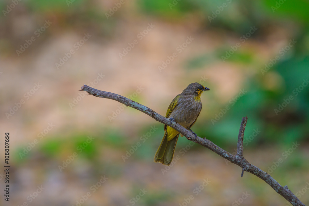 Stripe-throated Bulbul Bird, standing on a branch in nature Stripe-throated Bulbul Bird, standing on a branch in nature