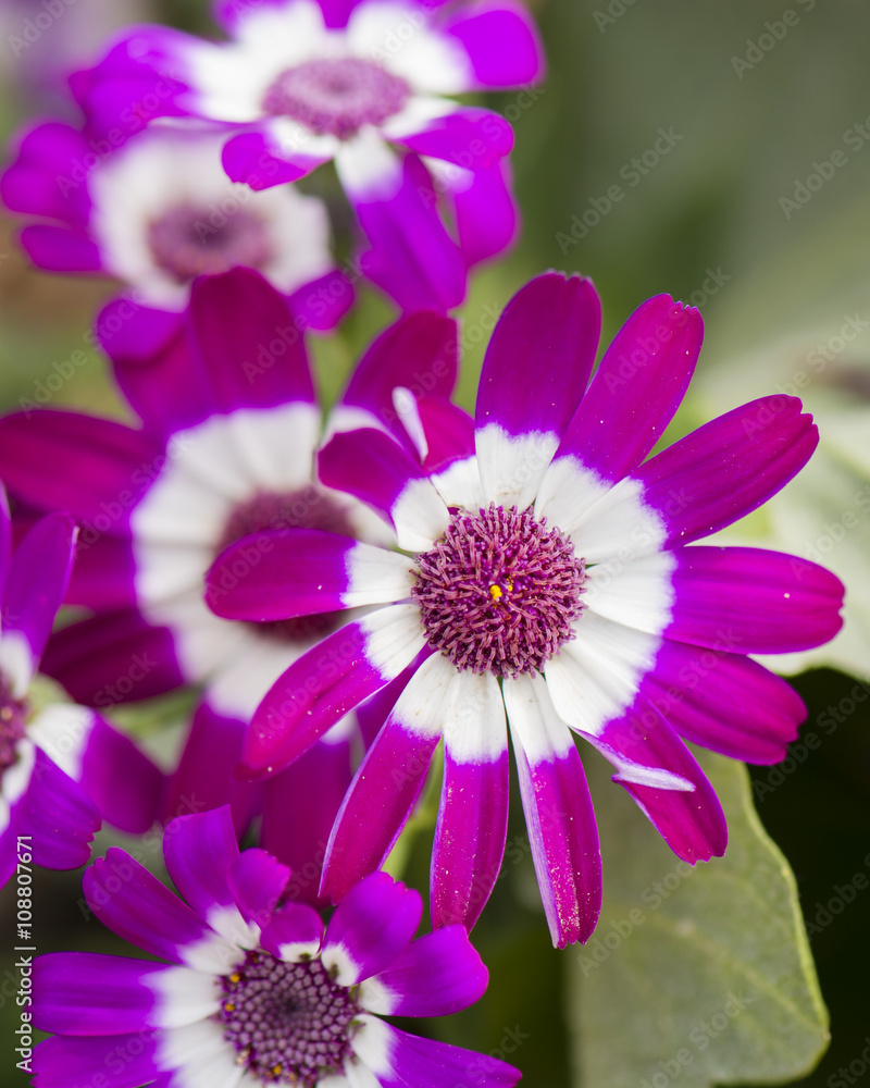 violet flower with white interior trim