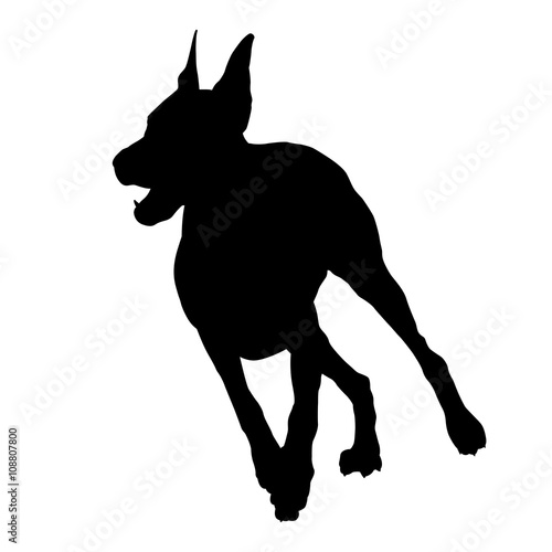 Doberman running black silhouette 