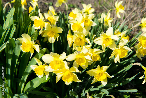 Flower bed with yellow daffodil flowers blooming in the spring  Spring flowers  floral  primroses