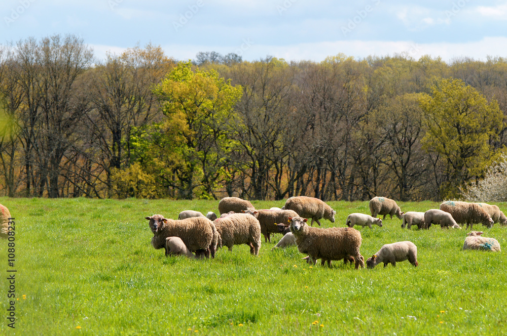 Fototapeta premium troupeau de moutons, brebis et agneaux