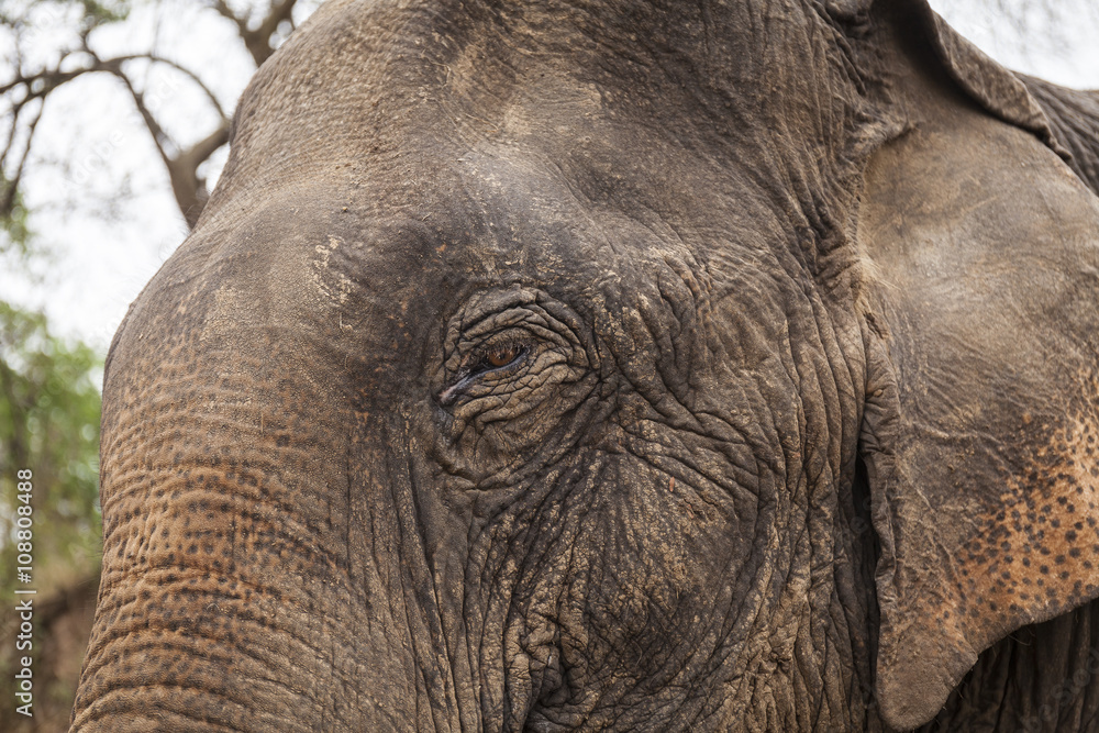 Fototapeta premium Asian elephant close up portrait
