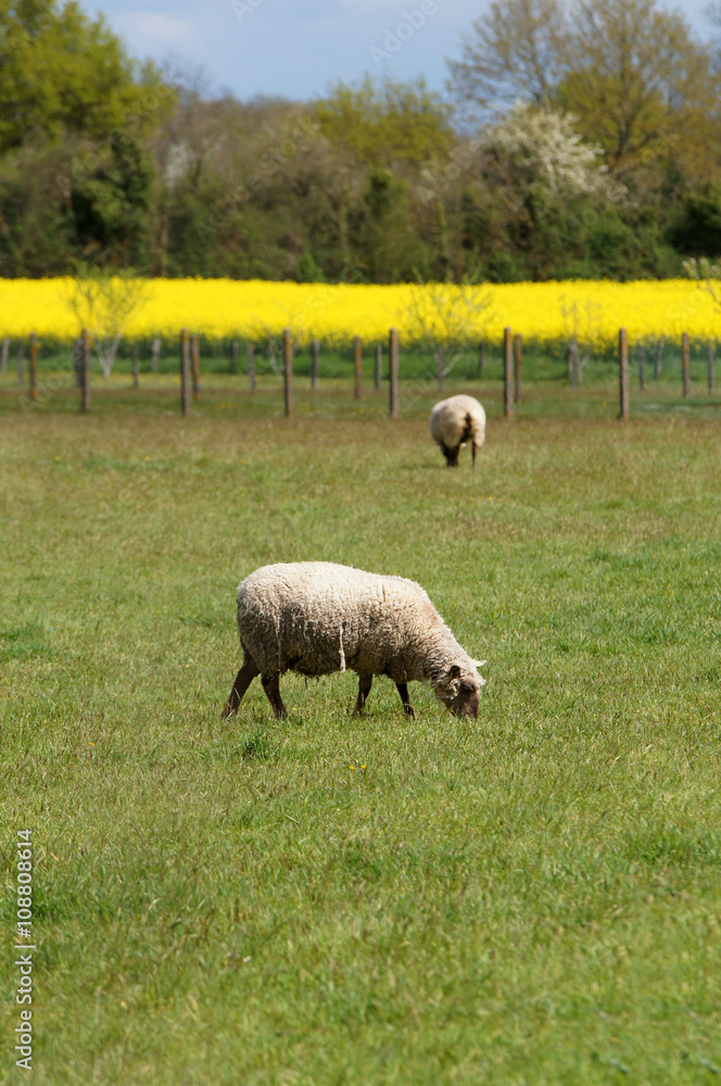 Obraz premium Mouton avec un champs de colza en arrière plan
