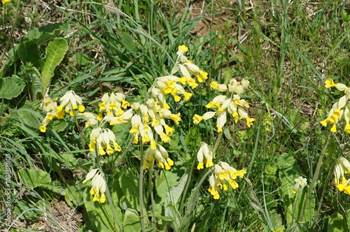 corydale jaune photo