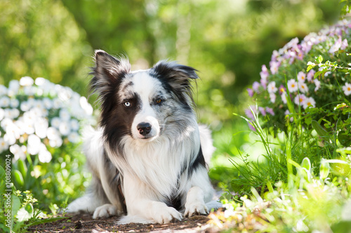 Fototapeta Naklejka Na Ścianę i Meble -  Border Collie