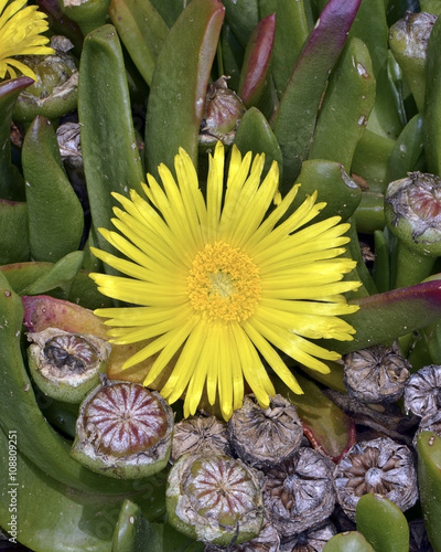 Aizoaceae (the fig-marigold family or ice plant family) photo