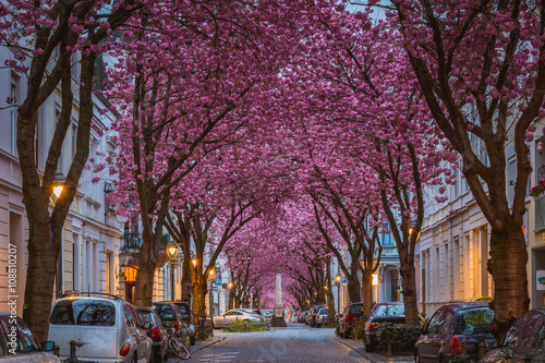 Kirschblüte in der Bonner Altsstadt photo