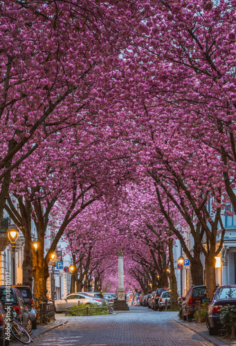 Kirschblüte in der Bonner Altstadt