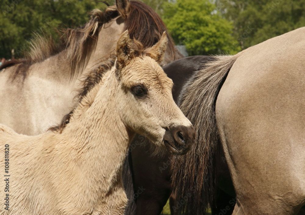 Obraz premium fohlen