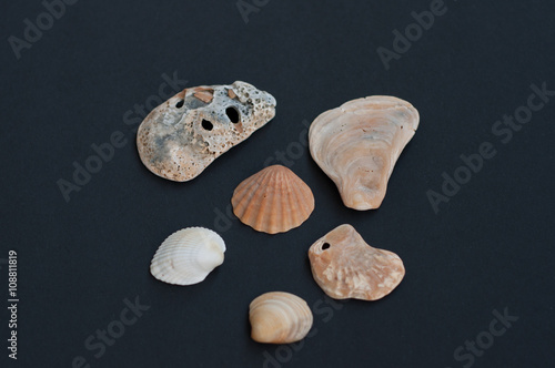 Seashell isolated on black background