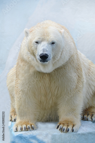 Белый медведь. © elizalebedewa