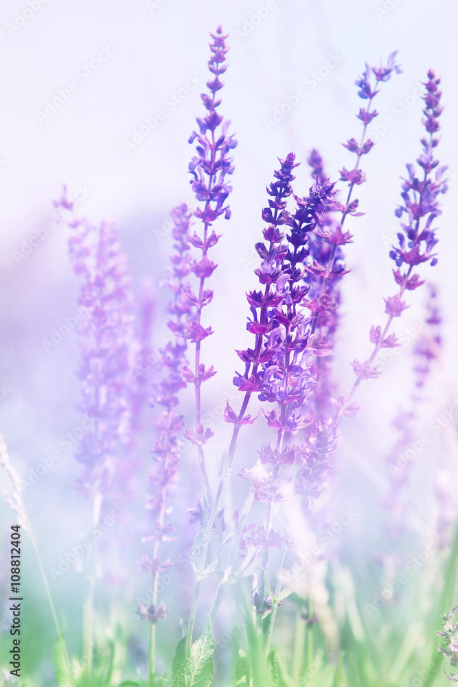 Naklejka premium Wild flowers in spring