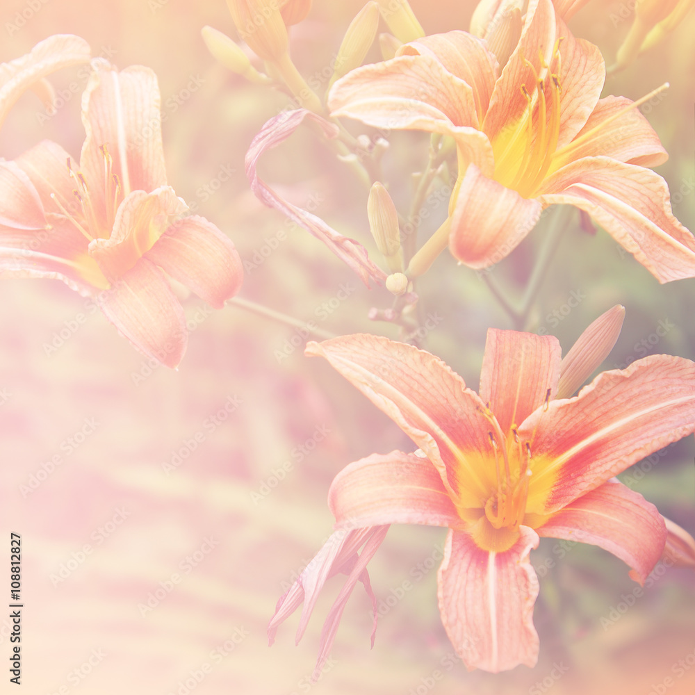 Fototapeta premium Floral background with orange flowers