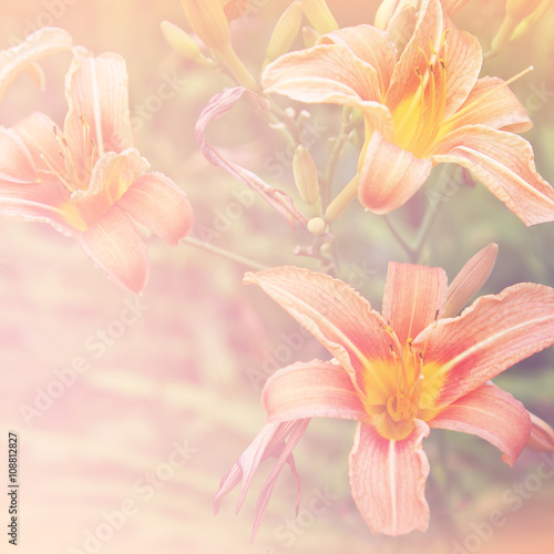Floral background with orange flowers