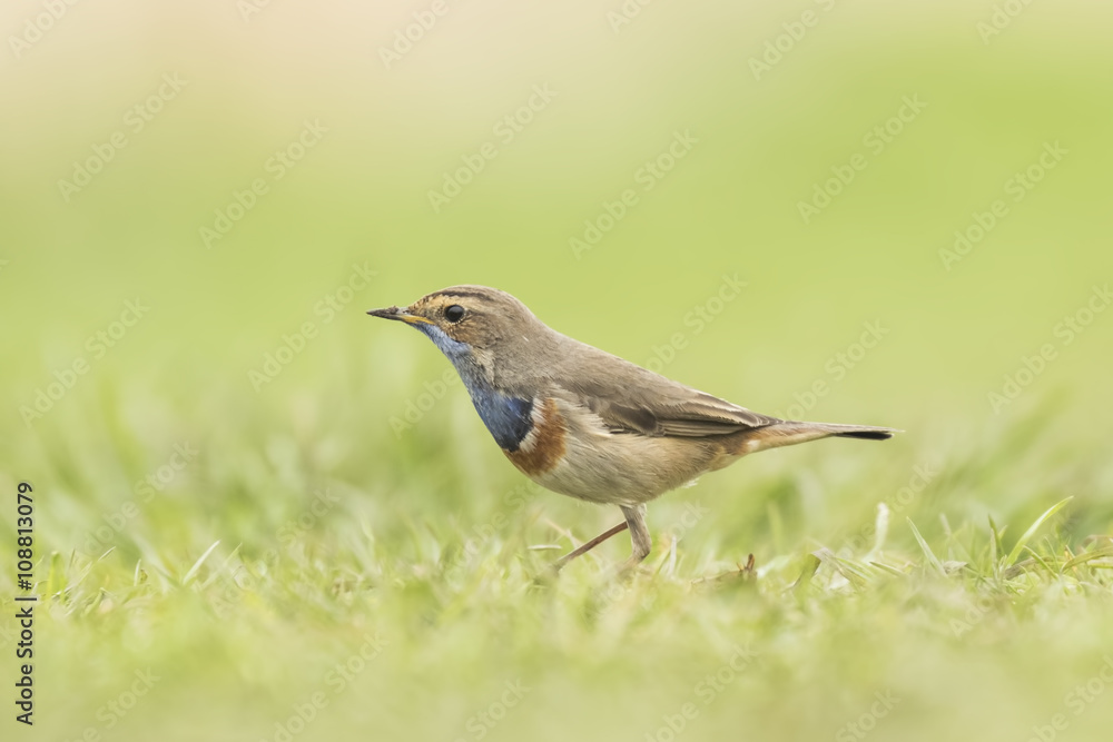 Bluethroat foraging in grass Bluethroat foraging in grass