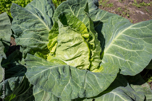 fresh green cabbage in farm