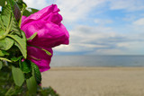 Beautiful wild rose (rosa canina) blooming at the seaside.