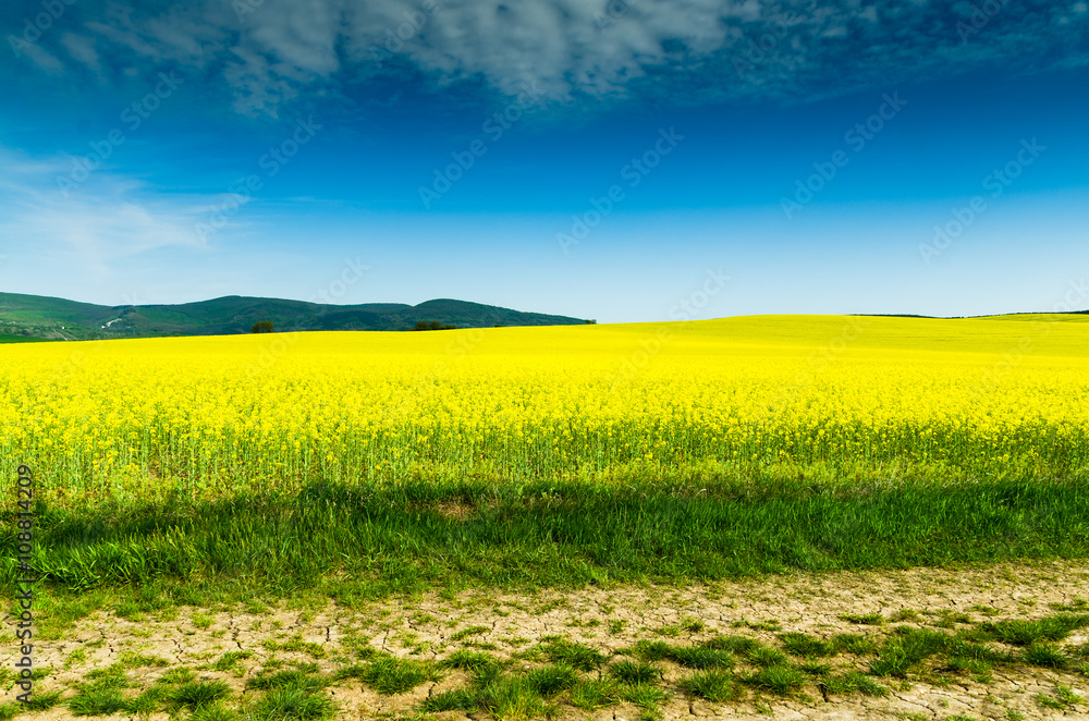 Fototapeta premium Yellow oilseed rape field under the blue sky with sun