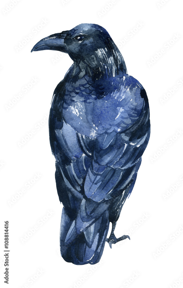 Fototapeta premium Raven illustration.