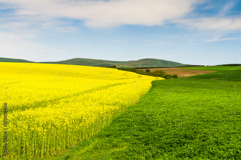 Fototapeta premium Yellow oilseed rape field under the blue sky with sun