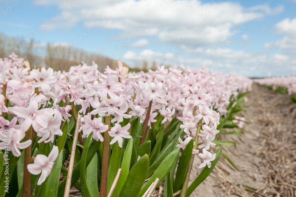 Obraz premium hyacinths from Amsterdam