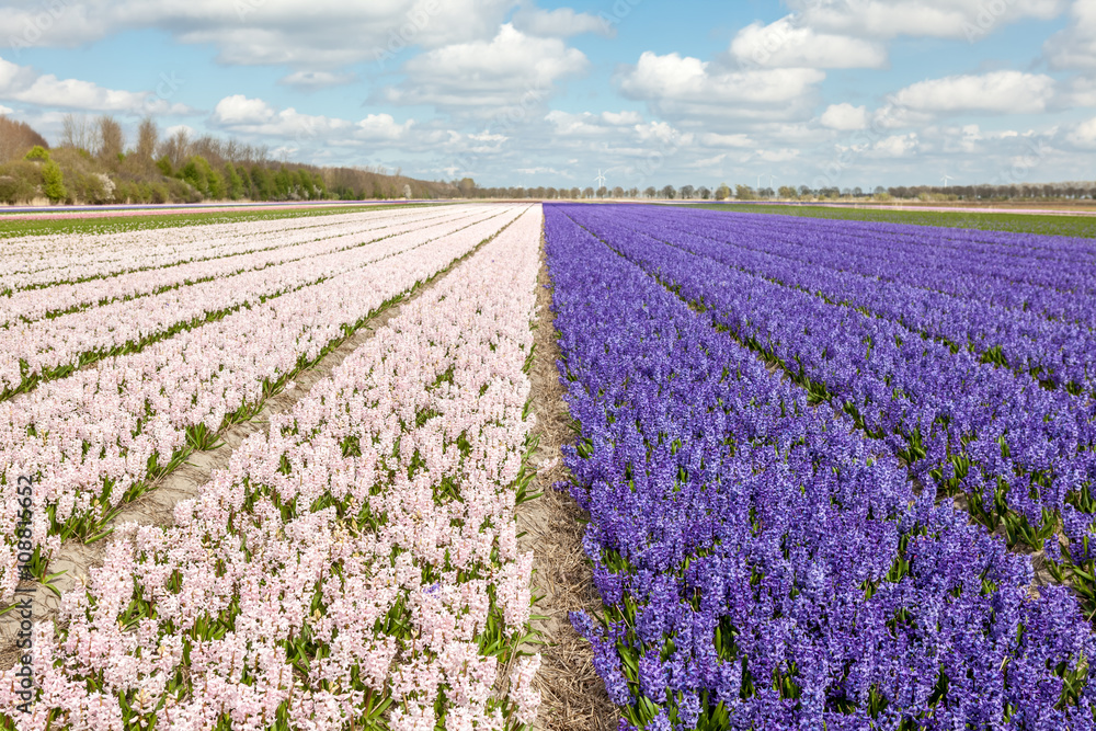 hyacinths from Amsterdam