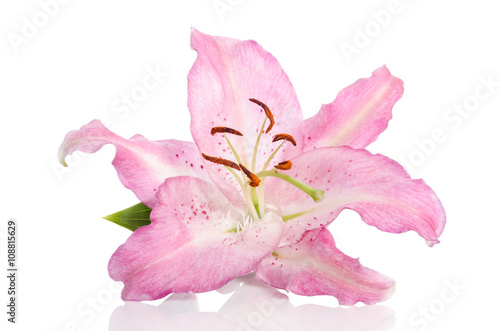 Fototapeta Naklejka Na Ścianę i Meble -  single lilly flower isolated on white