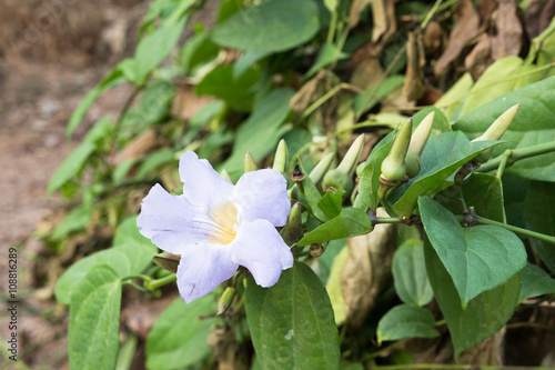  Laurel clockvine flower