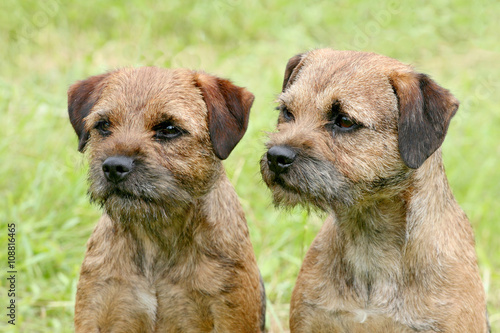 Typical  Two Border Terriers in the park photo