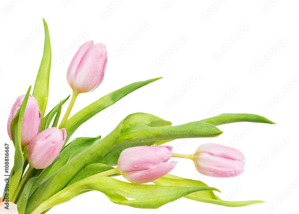 Obraz premium Pink tulips flowers